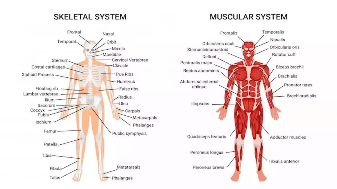 Understanding the Human Body